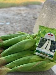Hạt Giống Bắp Nếp Lai F1 Ngọc Trai 06