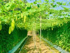 Hạt Giống Khổ Qua Lai F1 SUNNY 16 - Hai Mũi Tên Đỏ
