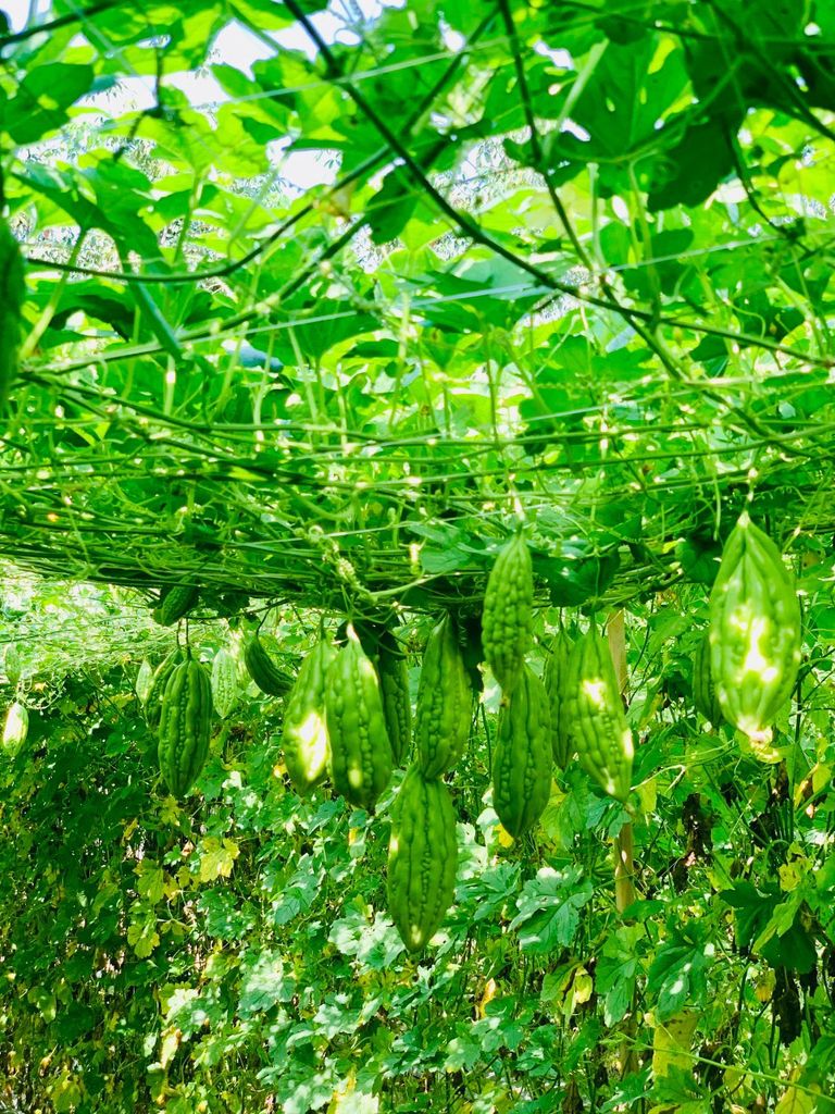 Hạt Giống Khổ Qua Lai F1 SUNNY 16 - Hai Mũi Tên Đỏ