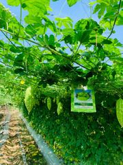 Hạt Giống Khổ Qua Lai F1 SUNNY 16 - Hai Mũi Tên Đỏ