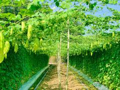 Hạt Giống Khổ Qua Lai F1 SUNNY 16 - Hai Mũi Tên Đỏ
