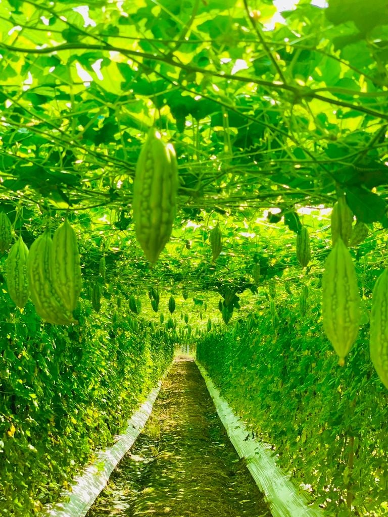 Hạt Giống Khổ Qua Lai F1 SUNNY 16 - Hai Mũi Tên Đỏ