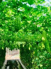 Hạt Giống Khổ Qua Lai F1 SUNNY 16 - Hai Mũi Tên Đỏ