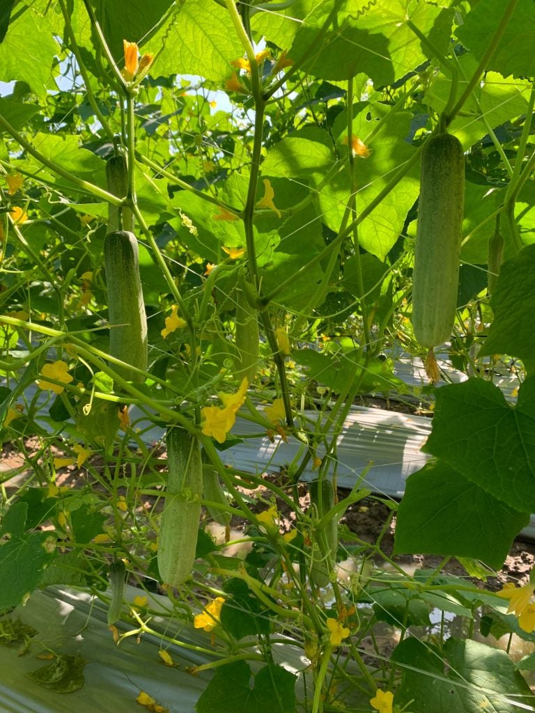 Hạt Giống Dưa Leo Lai F1 HUNTER 1.0