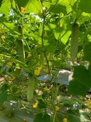 Hạt Giống Dưa Leo Lai F1 HUNTER 1.0