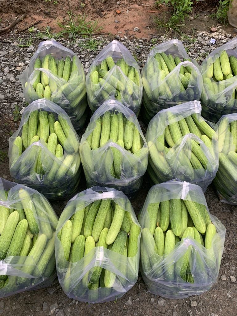 Hạt Giống Dưa Leo Lai F1 HUNTER 1.0