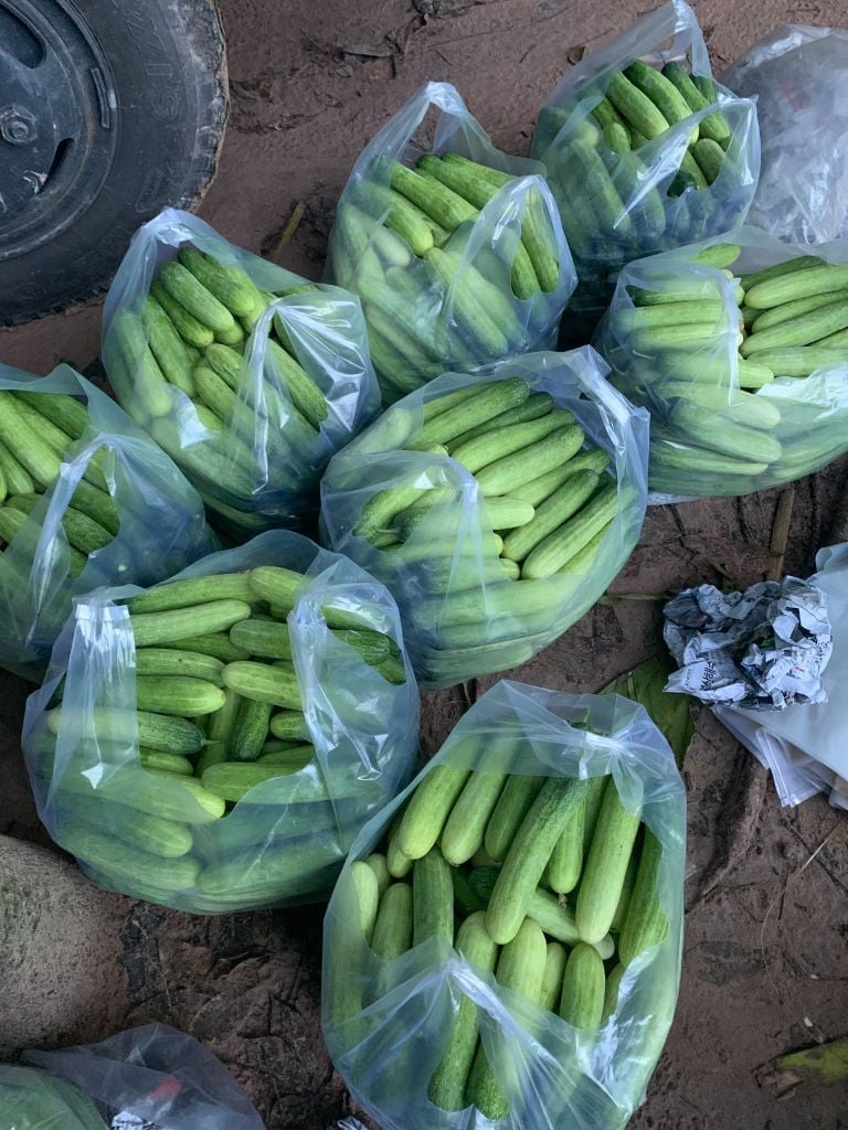 Hạt Giống Dưa Leo Lai F1 HUNTER 1.0