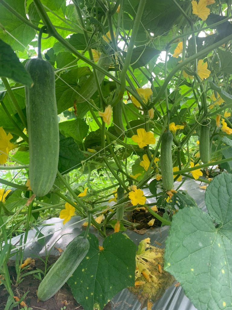 Hạt Giống Dưa Leo Lai F1 HUNTER 1.0