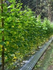 Hạt Giống Dưa Leo Lai F1 HUNTER 1.0