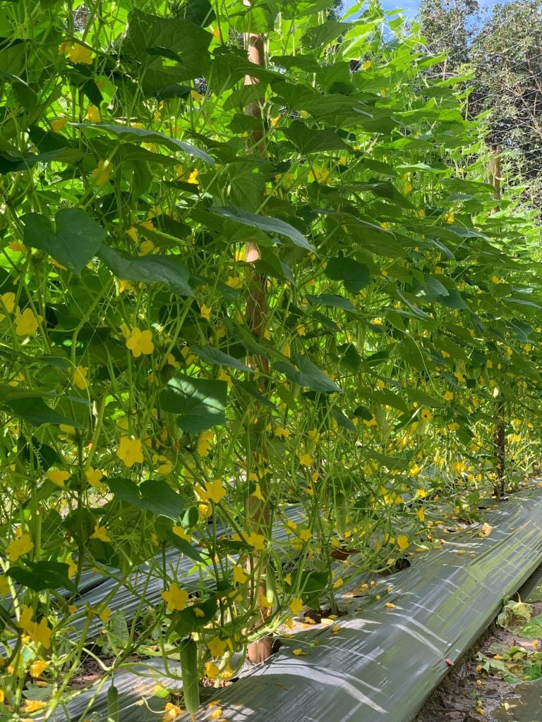 Hạt Giống Dưa Leo Lai F1 HUNTER 1.0