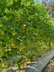 Hạt Giống Dưa Leo Lai F1 HUNTER 1.0