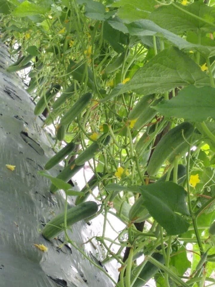 Hạt Giống Dưa Leo Lai F1 HUNTER 1.0