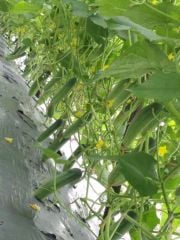 Hạt Giống Dưa Leo Lai F1 HUNTER 1.0