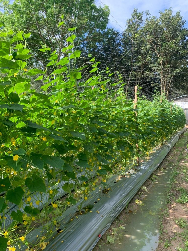 Hạt Giống Dưa Leo Lai F1 HUNTER 1.0