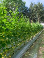 Hạt Giống Dưa Leo Lai F1 HUNTER 1.0