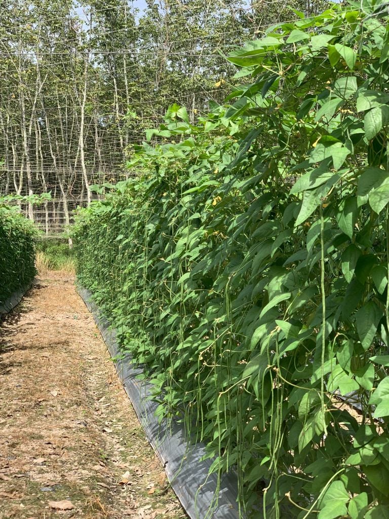 Hạt Giống Đậu Đũa Nam Gang - Hai Mũi Tên Đỏ