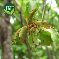 Tầm gửi gạo thượng hạng, hỗ trợ rất tốt cho người bị các chứng về thận và xương khớp, hàng công ty, khô, sạch, thơm