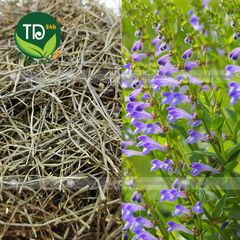 Bán chi liên, hỗ trợ giải độc, tiêu viêm, đánh bay khối u, tốt cho người bị viêm gan, xơ gan cổ trướng