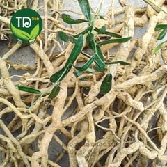 Xáo tam phân rừng chính hiệu, hỗ trợ đánh bay các bịnh về gan, đại tràng, buồng trứng, tử cung, giảm đau nhức xương khớp