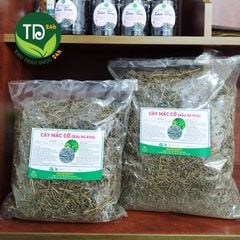 Cây xấu hổ (Mắc Cỡ, Trinh Nữ), giảm đau xương khớp, nhức mỏi tay chân, an thần, ngủ ngon, hàng lá xanh đẹp