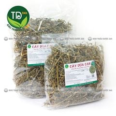 Cây dừa cạn khô, hàng loại 1, hỗ trợ thông tiểu tiện, lợi tiểu, bế kinh nguyệt, huyết áp cao, đặc biệt rất tốt cho một số bệnh ung thư