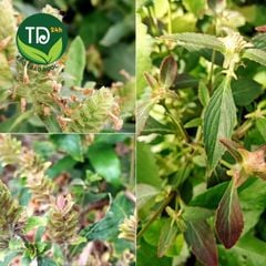 Nhân Trần Nam (Nhân Trần Tía) hỗ trợ viêm gan, vàng da.