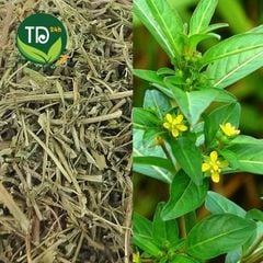 Cây rau mương khô thượng hạng, hỗ trợ người mắc các chứng về dạ dày, loại bỏ virus HP, thảo mộc thuần tự nhiên