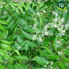 Lá neem Ấn Độ sấy khô (cây xoan Ấn Độ), cây vạn năng cho sức khỏe con người
