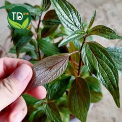 Dòi thân tím (dòi tía), cây bọ mắm, ngừa ho lao, ho mãn tính, viêm họng, thông tiểu, thông sữa, ngừa sâu răng