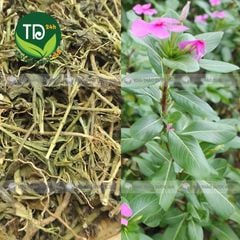 Cây dừa cạn khô, hàng loại 1, hỗ trợ thông tiểu tiện, lợi tiểu, bế kinh nguyệt, huyết áp cao, đặc biệt rất tốt cho một số bệnh ung thư