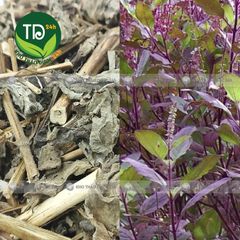 Hương nhu tía khô, ủ tóc dưỡng tóc, xông hơi giải cảm giảm ho, đốt tẩy uế xông nhà, xông mặt giảm mụn