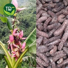 Chuối hột rừng chính hiệu, khô, sạch, thơm, giảm đau xương khớp, ngừa Gout, sỏi thận, đồ ngâm bồi bổ sức khỏe