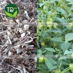 Cây tầm bóp, thù lù khô, hỗ trợ làm mát gan, giải độc, lợi tiểu, ổn định huyết áp, đường huyết, giảm mỡ máu, ngừa ung thư