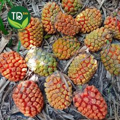 Quả dứa dại (dứa rừng), đánh bay sỏi thận, sỏi tiết niệu, bí tiểu, v gan siêu vi, tiểu đường, tăng thị lực, giảm mỡ máu