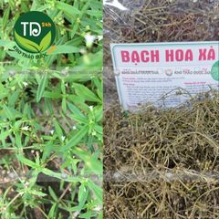 Bạch hoa xà thiệt thảo, hỗ trợ đánh bay các khối u ác tính, viêmm gan, sơ gan, thanh nhiệt, giải độc, tiêu ung