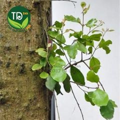 Tầm gửi gạo thượng hạng, hỗ trợ rất tốt cho người bị các chứng về thận và xương khớp, hàng công ty, khô, sạch, thơm