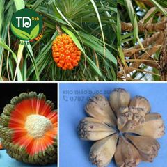 Quả dứa dại (dứa rừng), đánh bay sỏi thận, sỏi tiết niệu, bí tiểu, v gan siêu vi, tiểu đường, tăng thị lực, giảm mỡ máu