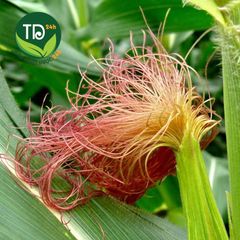 Râu bắp (râu ngô) khô, sạch dùng nấu sâm lạnh, nước giải khát, lợi tiểu, thải độc tố, làm nhỏ sỏi thận, hàng mùa mới