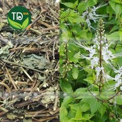 Cây Râu Mèo khô, hỗ trợ sỏi thận, thông tiểu, điều hòa huyết áp cho người cao huyết áp.