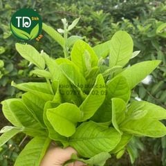 Trà búp ổi (lá ổi non) dạng túi lọc lớn, hỗ trợ giảm cân, giảm mỡ bụng, nhuận tràng, làm đẹp da, tiện sử dụng
