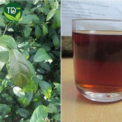 Cây An Xoa khô Hòa Bình, thảo dược quý làm mát gan, giải độc, hạ men gan, ngừa xơ gan, bảo vệ gan