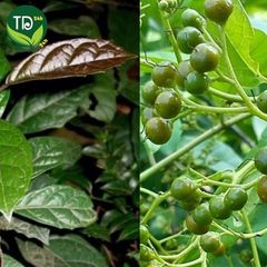 Xạ đen Hoà Bình cả thân và lá, bảo vệ lá gan, ngừa xơ gan, tiểu đường, mỡ nhiễm máu, ổn định huyết áp
