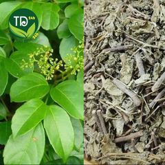 Chè dây Sapa nguyên chất, khắc tinh của chứng đau dạ dày, đau bao tử, diệt virus HP