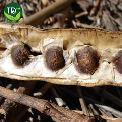 Hạt Chùm Ngây Sấy Khô Ninh Thuận, tăng cường miễn dịch, bảo vệ lá gan, giảm lượng đường huyết, ngừa thiếu máu