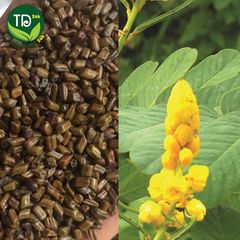 Hạt Muồng (Thảo Quyết Minh) hàng loại 1, làm sáng mắt, thanh nhiệt, an thần, ổn định huyết áp, ngủ ngon