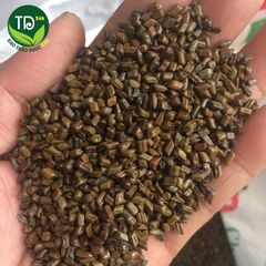 Hạt Muồng (Thảo Quyết Minh) hàng loại 1, làm sáng mắt, thanh nhiệt, an thần, ổn định huyết áp, ngủ ngon