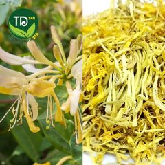 Trà hoa kim ngân, thanh nhiệt, giải độc, hạ đường huyết, giảm mụn, lợi tiểu, hạ cholesterol