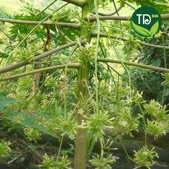 Hoa đu đủ đực tươi 100% (có mỗi ngày), ngừa ung thư, kích thích tiêu hóa, tốt cho hô hấp, ngừa ho, ổn định đường huyết