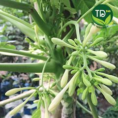 Hoa đu đủ đực tươi 100% (có mỗi ngày), ngừa ung thư, kích thích tiêu hóa, tốt cho hô hấp, ngừa ho, ổn định đường huyết