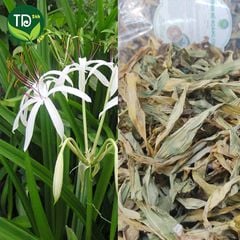 Trinh Nữ Hoàng Cung, thảo dược quý hỗ trợ rất tốt cho chứng đau khớp, chấn thương, tụ máu